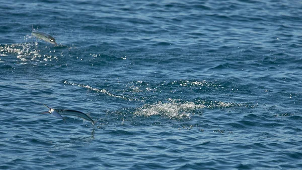 Grupo Peixes Saltando Dentro Fora Água Azul Oceano Claro — Fotografia de Stock