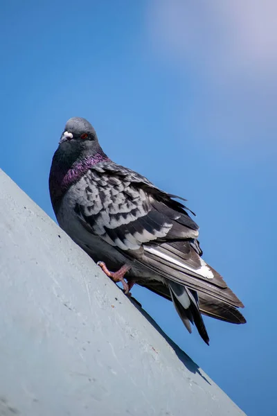 Eine Vertikale Aufnahme Einer Grauen Taube Die Auf Einer Wand — Stockfoto