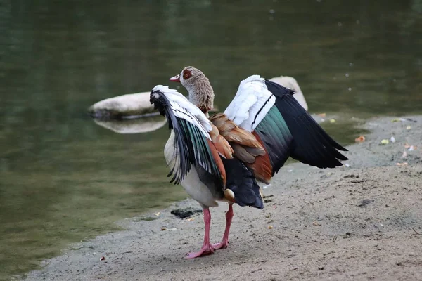 Ganso Egípcio Alopochen Aegyptiaca Estendendo Asas Uma Lagoa Lago — Fotografia de Stock