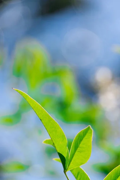 Nandina Domestica Izolovaná Nebeský Bambus Nebeské Bambusové Květy Golfského Proudu — Stock fotografie
