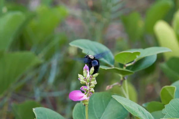 Şirin Siyah Bir Xylocopa Valga Böceği Bahçede Bir Çiçek Sapında — Stok fotoğraf