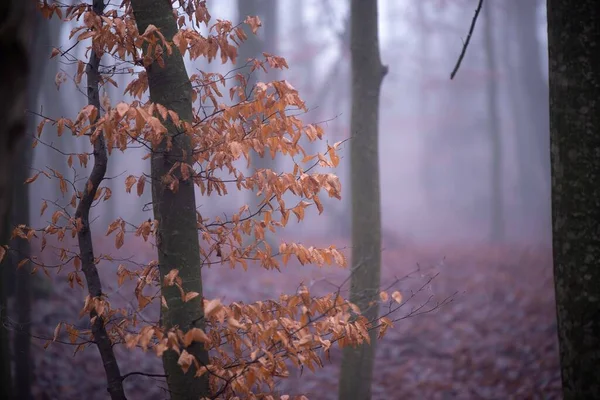 雾蒙蒙的森林里的秋树 — 图库照片