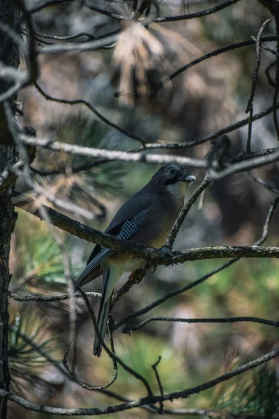 Een Close Opname Van Een Euraziatische Gaai Tak Van Boom — Stockfoto