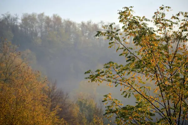 Gli Alberi Autunnali Nella Foresta Nebbiosa — Foto Stock