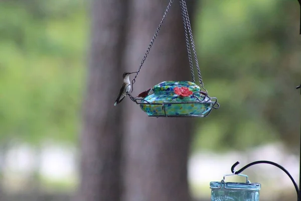 Cute Hummingbird Perched Bird Feeder Daytime — Stock Photo, Image