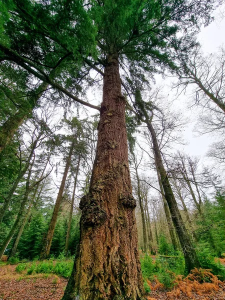 Plan Vertical Faible Angle Séquoia Géant Séquoia Avec Autres Grands — Photo