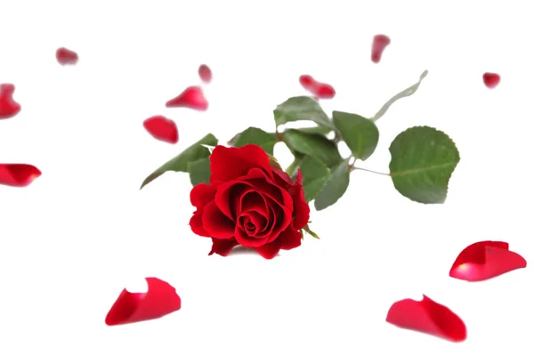 Ένα Όμορφο Κόκκινο Τριαντάφυλλο Πέταλα Απομονωμένα Λευκό Φόντο — Φωτογραφία Αρχείου