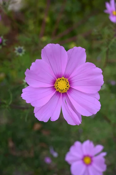 Ένα Κοντινό Πλάνο Ενός Όμορφου Μοβ Λουλουδιού Που Ανθίζει Θολή — Φωτογραφία Αρχείου