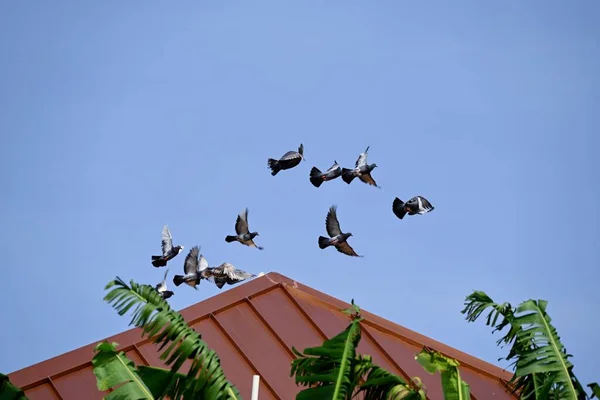 Låg Vinkel Skott Liten Flock Duvor Som Flyger Över Träd — Stockfoto