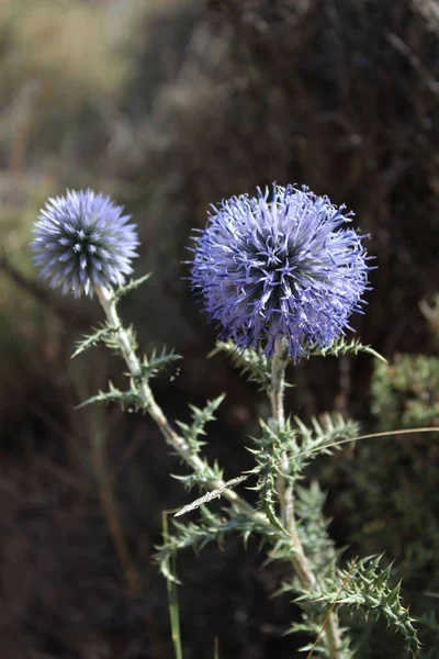Flowers Echinops Ritro Southern Globe Thistl Species Flowering Plant Family — Stock Photo, Image