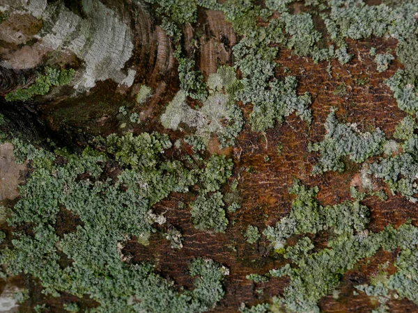 Вид Сверху Личен Растущий Коре Кленового Дерева Миссури Лесу — стоковое фото