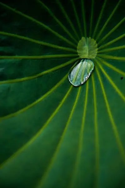 Tiro Macro Vertical Uma Única Gota Água Uma Folha Ótimo — Fotografia de Stock