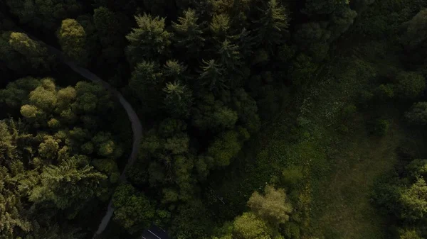 Une Photo Drone Sentier Travers Les Arbres Autour Loch Lomond — Photo