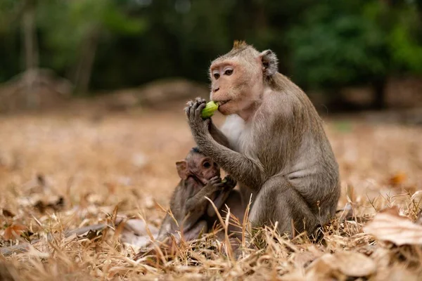 Een Resusmakaak Macaca Mulatta Zijn Baby Die Bananen Eet — Stockfoto