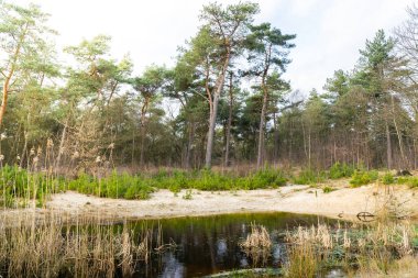 Ormandaki bir gölete yakın çekim.