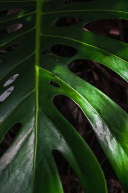 Monstera yaprağının dikey yakın çekimi. Romanya 'nın Iasi kentinin Botanik Bahçesi.