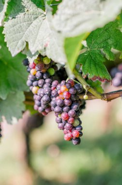 Bir bulanık siyah üzümlerin dikey yakın çekimi