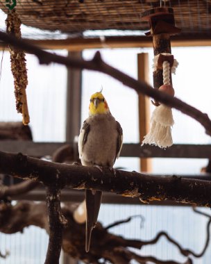 Tahta bir sopa üzerinde oturan sarı başlı bir papağanın dikey görüntüsü..