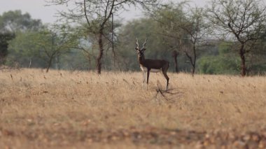 Siyah geyik merakla çayırlara bakarken sığ bir odak noktası..