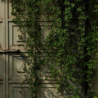 Virginia Sarmaşığı yeşili bir bitki paslı zeytin rengi kapıya tırmanıyor.