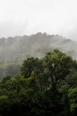 Ön planda yeşil ağaçlar olan sisli bir ormana yakın çekim.