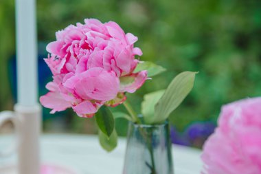 Şeffaf cam bir vazoda, güzel, pembe bir şakayık çiçeğinin yakın çekimi.