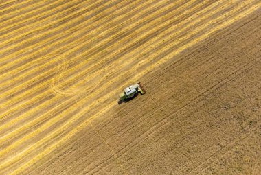 Tarlada buğday, buğday, buğday ve çiftçiliğin birleşimiyle manzara