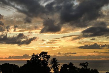 Suyun kenarındaki ağaçların ve palmiyelerin silueti ve günbatımında bulutlu gökyüzünde uçan kuşların görüntüsü.