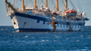 Mavi berrak okyanus suyunun üzerinde uçan kahverengi bir meme ve arka planda büyük bir gemi - özgürlük kavramı.