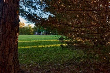 Güneşli bir yaz gününde ağaçların arasında küçük bir ev, ön planda ağaç brunch 'ları.