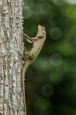 Bulanık bir ağaçta Gecko kertenkelesinin dikey yakın çekimi.