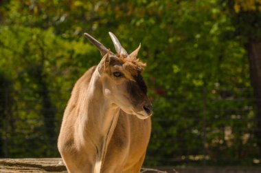 Güzel bir Common Eland 'a yakın çekim. Arkasında yeşillik olan mesafeye bakıyor.