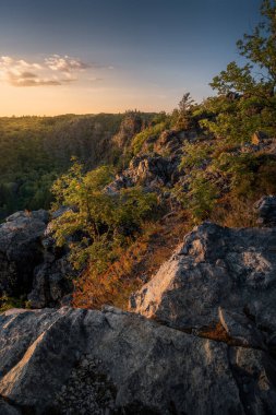 Güneşli bir yaz gününde gün batımında güzel bir ormanın dikey görüntüsü.