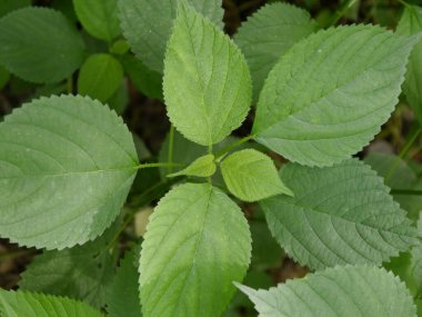 Missouri ormanlarında yetişen İğneli Nettle 'ın en iyi görüntüsü.