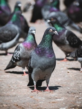 Bir grup güvercinin bulanık geçmişine sahip gri bir güvercinin parktaki dikey görüntüsü.
