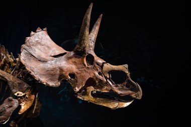 Hollanda, Leiden 'daki Ulusal Antikalar Müzesi' nde bulunan antik bir hayvan kafatası.
