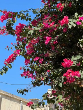 Gökyüzünün arka planında büyüyen bir bougainvillea görüntüsü.