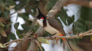 Arkaplanı bulanık bir ağaç dalına tünemiş kırmızı bıyıklı bir bulbul seçici odak çekimi.