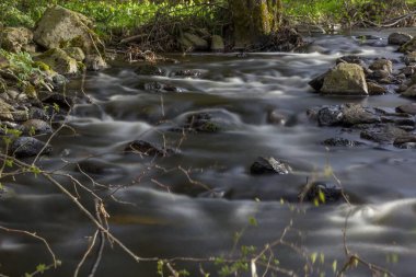 Büyüyen ağaçlarla çevrili akan bir nehir manzarası