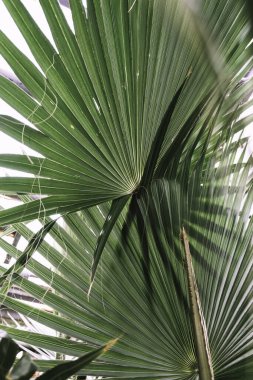 Sabal minor 'ın dikey yakın çekimi, cüce palmetto yaprakları. Romanya 'nın Iasi kentinin Botanik Bahçesi.