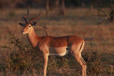 Bulanık arka planı olan güzel bir geyik.