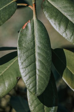 Romanya 'nın Lasi kentindeki bulanık arkaplanda defne resimlerinin dikey çekimi