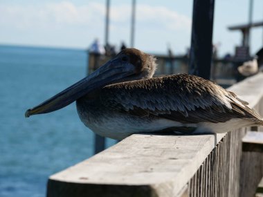 Arka planda deniz olan bir rıhtımın kenarında oturan gri pelikanın yakın plan fotoğrafı.