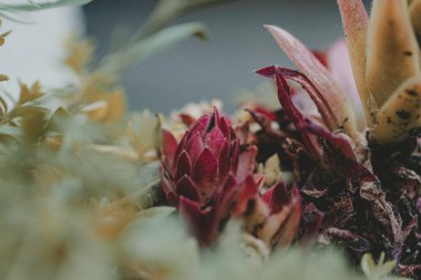 Bahçede yetişen Sempervivum çiçeklerinin seçici odağı