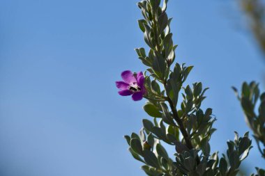 Gündüzleri büyüyen bir Löcophyllum 'un yakın plan çekimi..