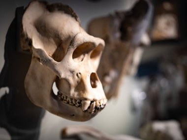 Hollanda, Leiden 'daki Ulusal Antikalar Müzesi' nin duvarında asılı bir hayvan kafatası.