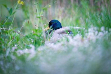 Çayırda oturan vahşi bir ördek