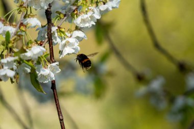 Tatlı kiraz çiçekleriyle uçan bir yaban arısının yakın plan fotoğrafı.