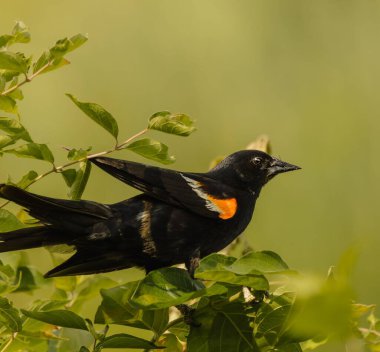 Kırmızı kanatlı bir karatavuğun seçici odağı yeşil yapraklı küçük bir dala tünemişti.