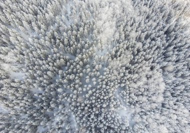 Kışın köknar ormanının en güzel manzarası.